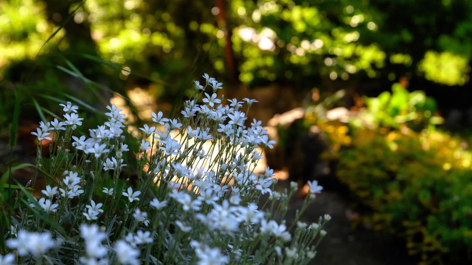 Villa Del Sole - Lake Como Garden تْشيرنوبيو